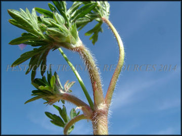 Stem