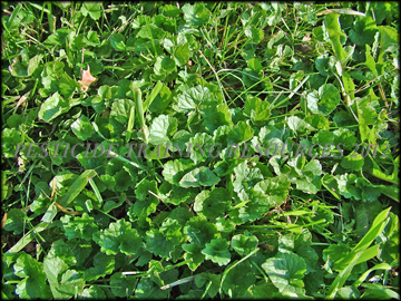 Infestation in Turf