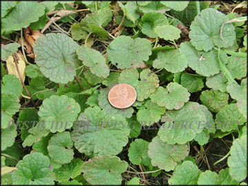 Foliage
