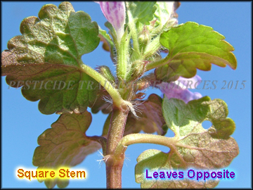 Stem