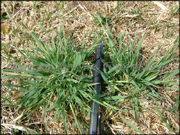 Plants in dormant bermudagrass