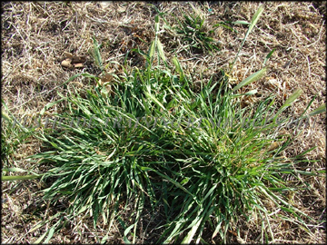 Plants in dormant bermudagrass