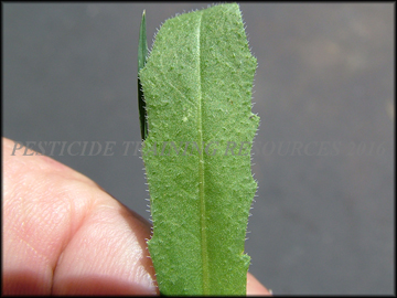 Leaf