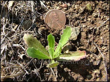 Small Plant