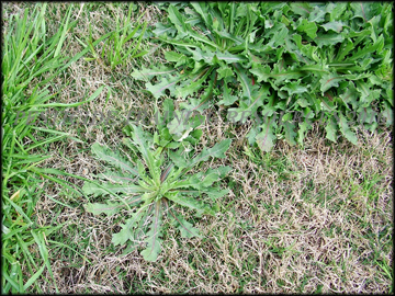 Plants in Turf