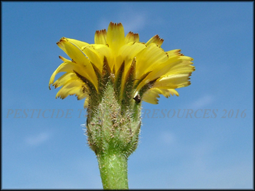 Seedling