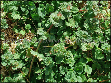 Plants
