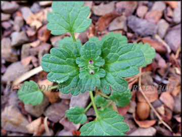Whorl