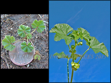 Small plant