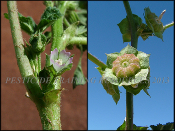 Flower, Fruit