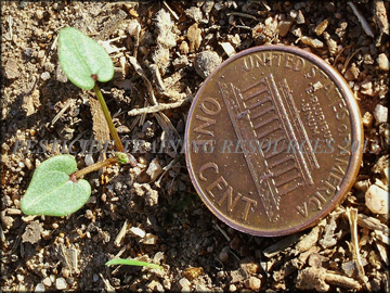 Cotyledon Leaves