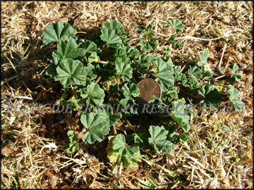 Small Plant