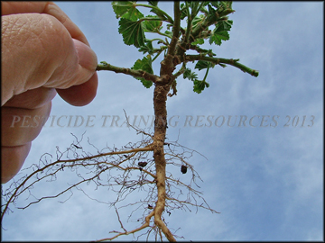 Tap Root