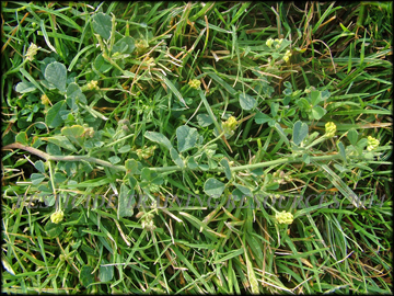 Stem