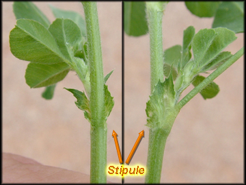 Stipules