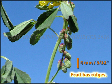 Fruit