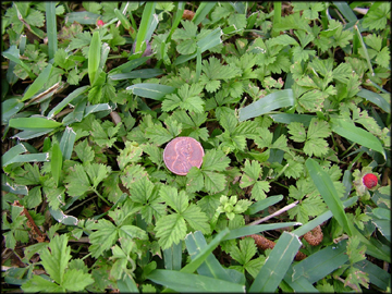 Infestation in Turf