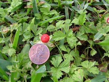 Fruit