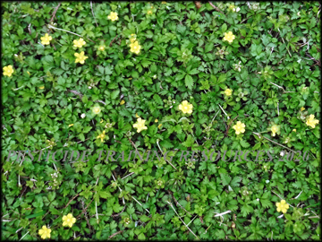 Infestation in Turf