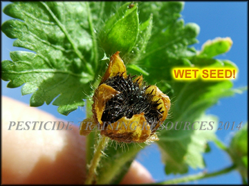 Seed Capsule