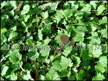 Foliage