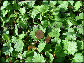 Foliage