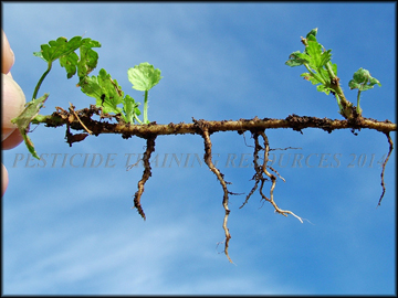 Rooting Habit