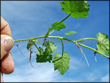 Rooting Habit