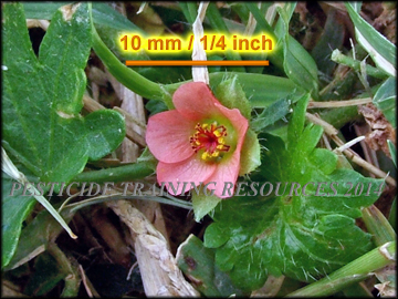 Foliage and Flower