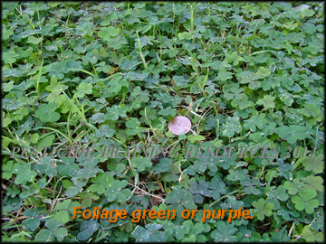 Foliage