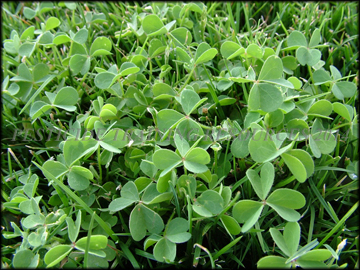 Foliage