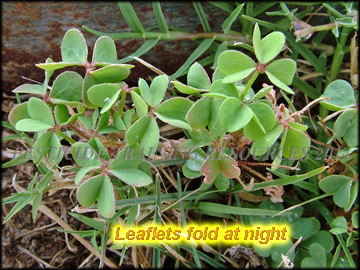 Leaves Folding