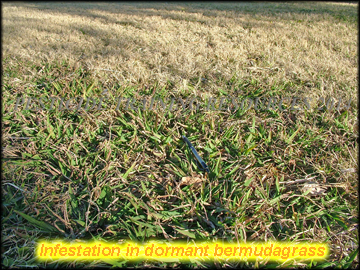 Infestation in Dormant bermudagrass
