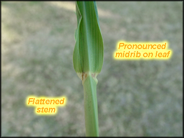 Back of Stem