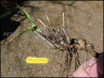 Rhizomes