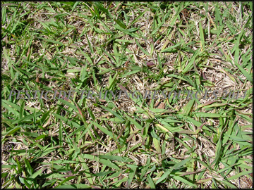 Foliage