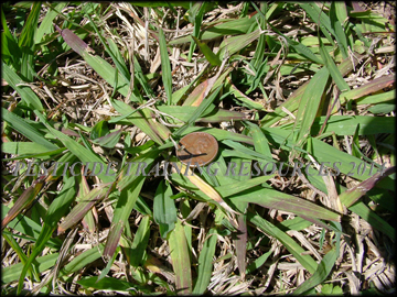 Foliage