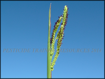 Green Inflorescense