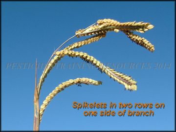 Dry Inflorescense