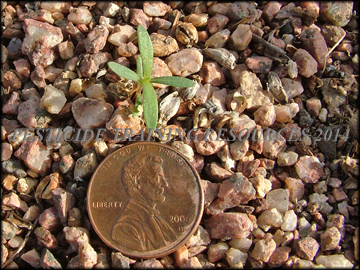 Seedling