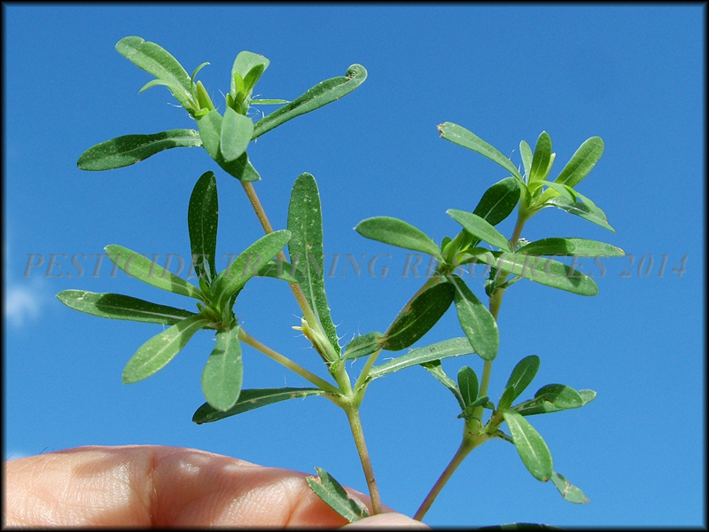 Foliage