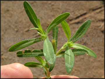 Foliage