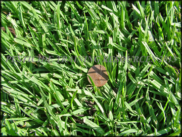 Foliage