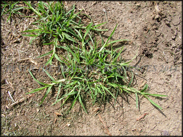 Foliage