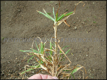 Foliage