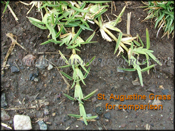 St. Augustine Grass