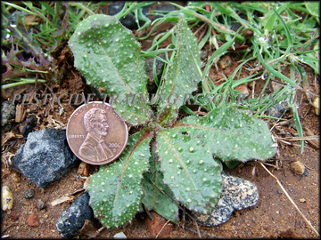 Small Plant
