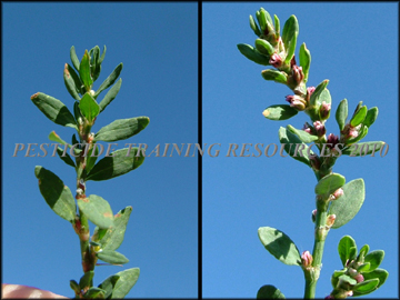 Stem, Foliage