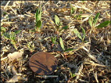 Seedling