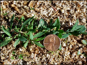 Small plant